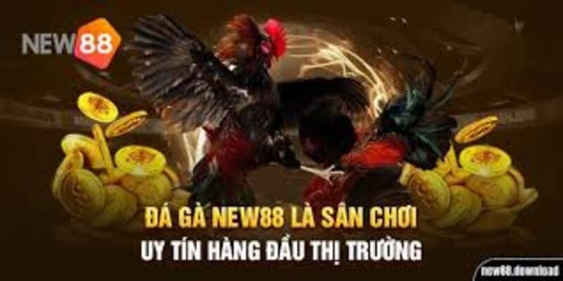 Ảnh đại diện chuyên mục Đá gà New88