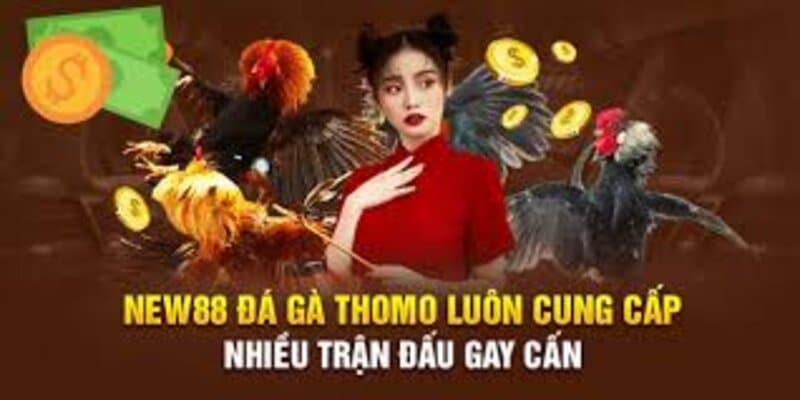 Giới thiệu các loại hình tại Đá gà New88